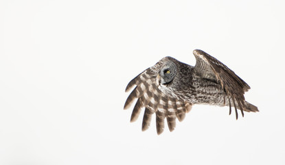 Great Grey Owl