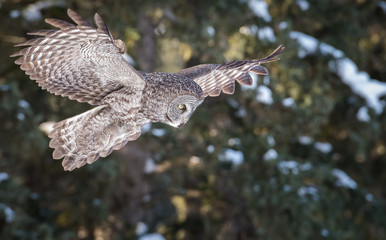 Great Grey Owl