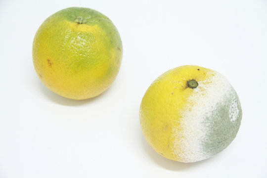 CRF0016518