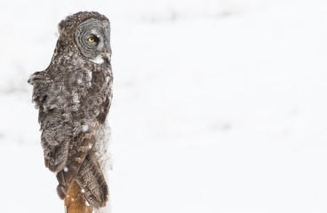 Great Grey Owl
