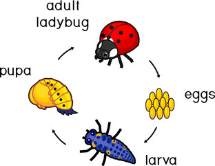 Life cycle of ladybug. Sequence of stages of development of ladybug from egg to adult insect