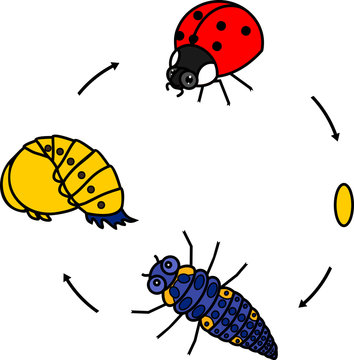 Life cycle of ladybug. Sequence of stages of development of ladybug from egg to adult insect