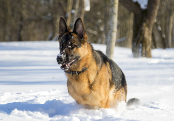German Shepherd plays in the snow