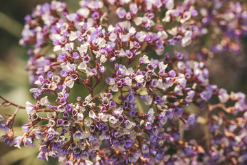 Spring flowers in Israel. Close up shot.