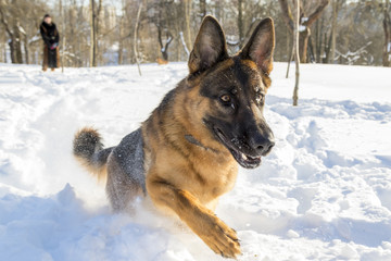 German Shepherd plays in the snow