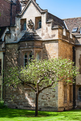 Fototapeta na wymiar Tree in front of building