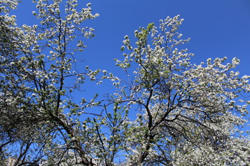 Apple orchards in Moscow. 