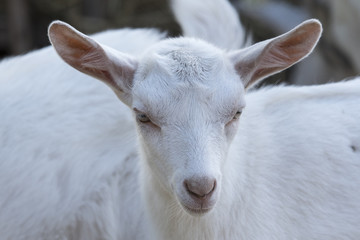 Fototapeta premium Head white knit.