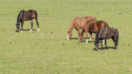 Fototapeta premium Grazing horses on grazing.