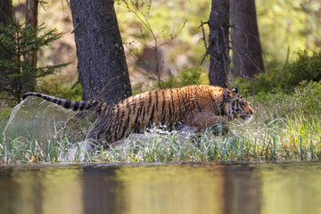Tiger im See © Nadine Haase
