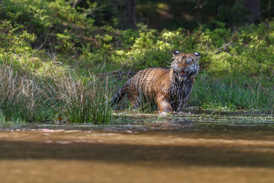 Tiger im See