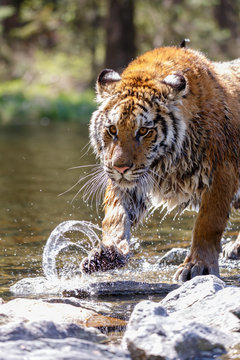 Tiger im See