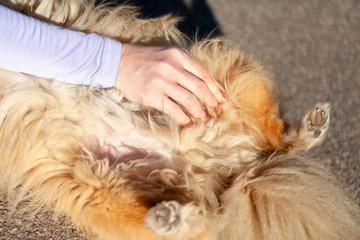 A human measures blood pressure on a small dog