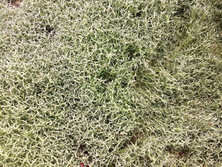 green grass plastic mat