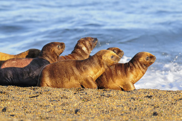 Fototapeta premium Sea Lion Baby, Patagonia Argentina