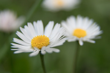 Obraz premium Daisy flowers in the grass - shallow depth of field