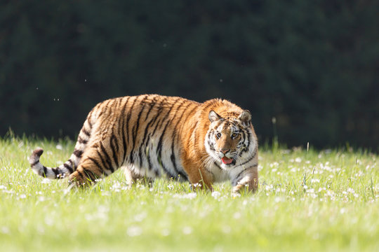 Sibirischer Tiger in der Wiese