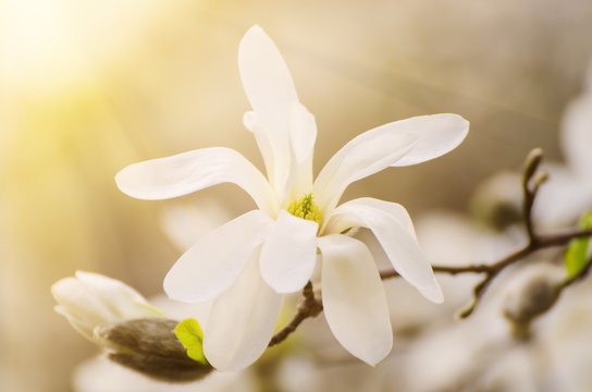 Fototapeta Blossoming of magnolia white flowers in spring time, retro vintage hipster image