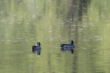 Duck floating on the lake.