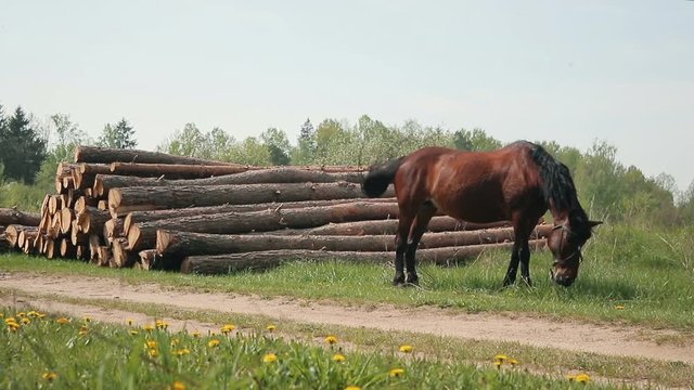 Horse eating grass near the pine logs. Concept: a break in the hard work