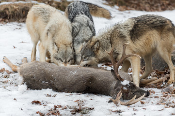 Naklejka premium Grey Wolves (Canis lupus) Gnaw at White-Tail Deer