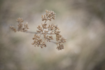 Trockenpflanzen FineArt