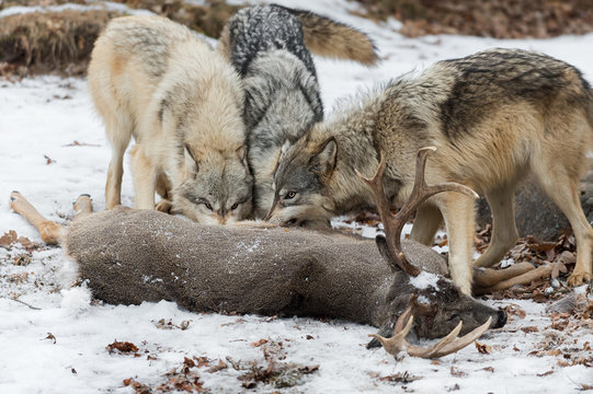 Grey Wolves (Canis lupus) Gnaw at White-Tail Deer
