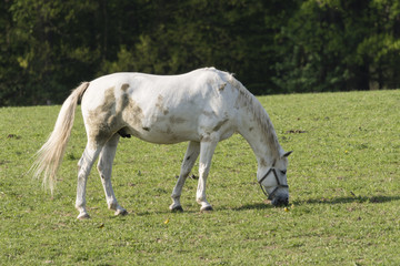 Naklejka na ściany i meble A bright horse wakes on the pasture.