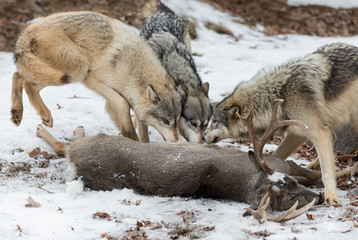Fototapeta premium Grey Wolves (Canis lupus) Gather at White-Tail Deer Carcass