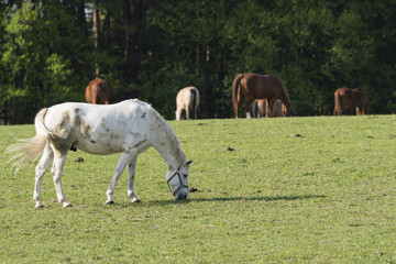 Obraz na płótnie Canvas A bright horse wakes on the pasture.