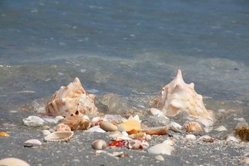 Sea Shells on Shoreline with Wave Approaching