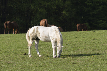 Obraz premium A bright horse wakes on the pasture.