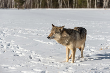 Obraz premium Grey Wolf (Canis lupus) Stands in Field Eyes Closed