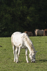 Fototapeta na wymiar A bright horse wakes on the pasture.