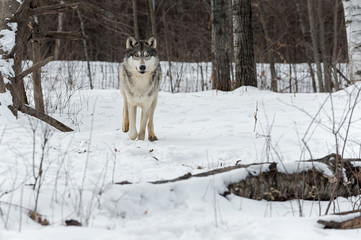 Fototapeta na wymiar Grey Wolf (Canis lupus) Moves Towards Log