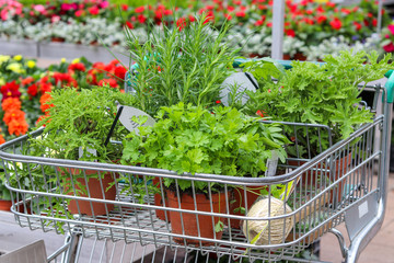 Seedlings of vegetables in pots in shop trolley. Shopping at garden center. Buying herbs and...