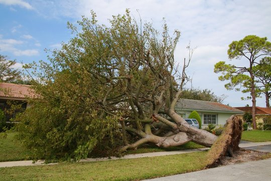 A tree has been uprooted tearing up a patch of lawn sparing the house in Boca Raton, Florida after Hurricane Irma.