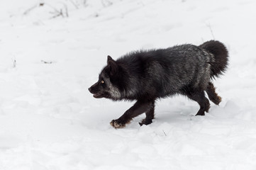 Naklejka premium Silver Fox (Vulpes vulpes) Steps Left