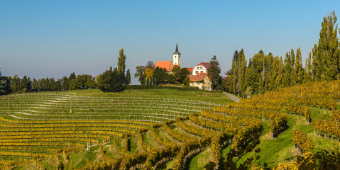 Fototapeta na wymiar Summer landscape with vineards and small village Jeruzalem in Slovenia.