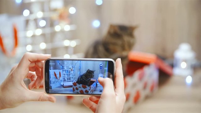 Person take photo of cat in Christmas present box 4K