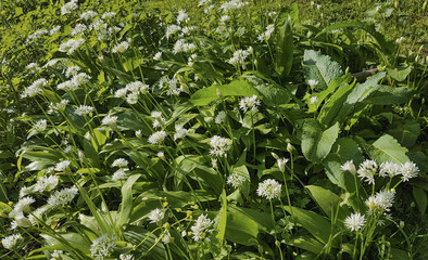 Wild garlic on the Malvern Hills Worcestershire