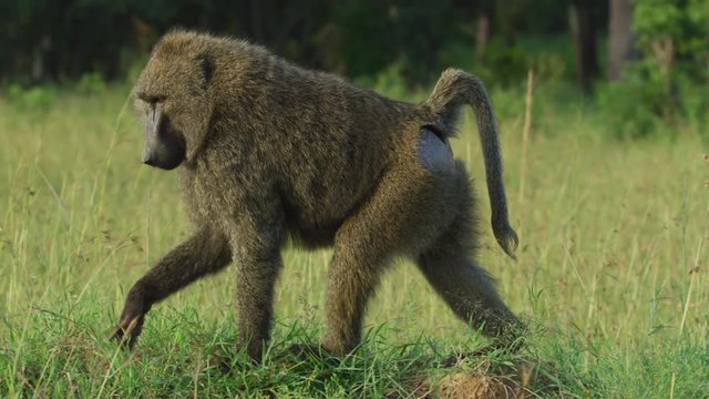 A Baboon walking