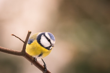 Blaumeise auf dem Ast