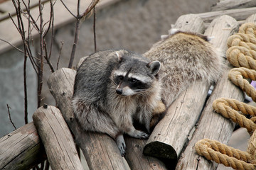 The raccoon sits on wooden logs