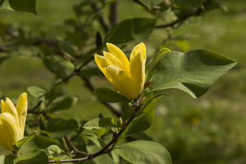 Bush with yellow flowers Spetchley Gardens Worcester