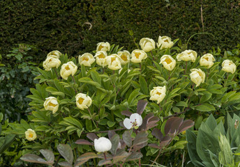 Naklejka premium Pale yellow single peonies Spetchley Gardens Worcester