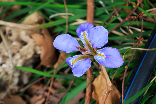 Italy, Central Italy, Lazio, Tivoli. Iris unguicularis (also the Algerian iris) is a rhizomatous flowering plant in the genus Iris.