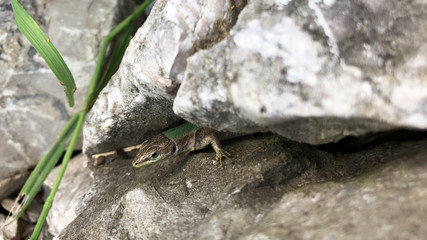 lizard with green back