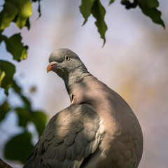 Taube