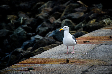 Seagull on a concrete pier
